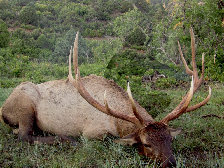 resting-elk-4-wordpress-cove-01r