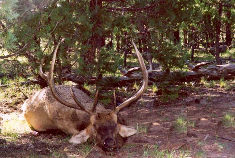resting-elk-3-a
